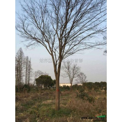 精品樸樹30公分_50公分的，分支點2米3_2米5