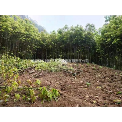 布朗李樹苗綠化樹苗工程樹苗