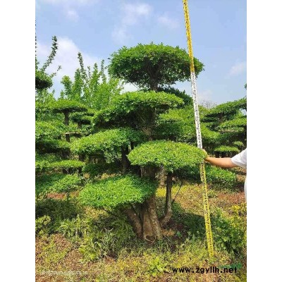 湖北馬褂木基地直銷18---30公分