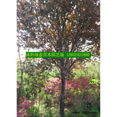 供應(yīng)優(yōu)質(zhì)3公分構(gòu)樹價格多少錢一棵  *格