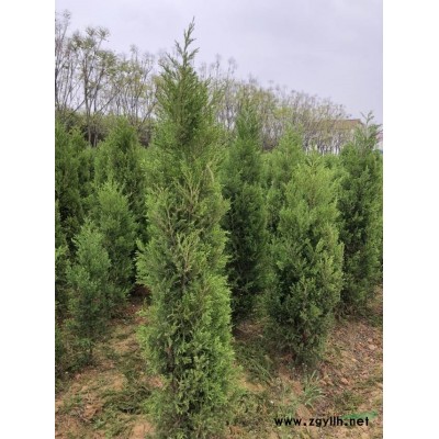 今年我基地大量批發1.2米石楠球  采購精品石楠球 精品紅葉