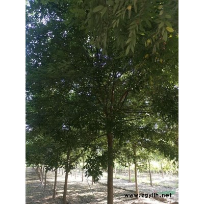 金葉槐   自產自銷   清地處理