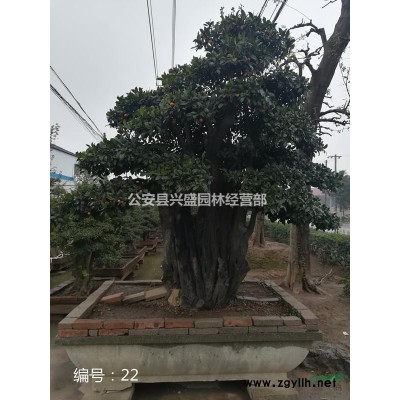 長期大量供應對節(jié)白蠟，樹種編號13、14