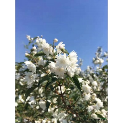 青葉碧桃批發  這是我們家基地的青葉碧桃實拍圖片 本基地還有