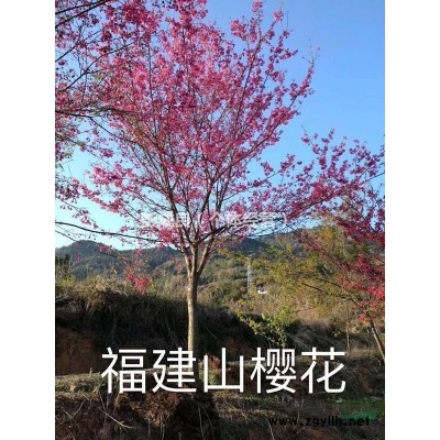 四季桂 八月桂 地徑16-18公分  價格實在  供應地福建南平武夷山