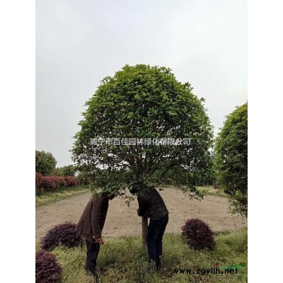 低價供應叢生1米5到2米蓬桂花