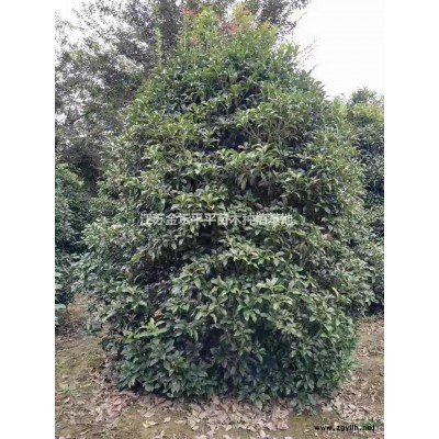 烏桕小苗0.5-1公分大量供應(yīng)，江蘇烏桕小苗0.3-1公分