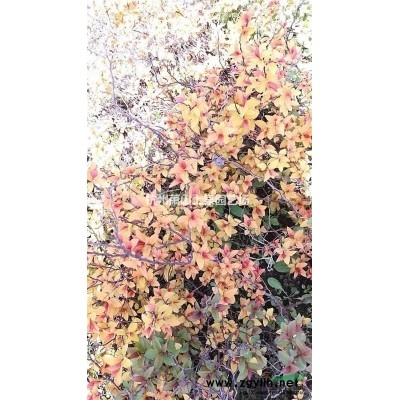 紫薇速生紫薇價格蕭山紫薇批發基地直銷