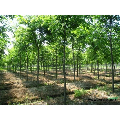 3公分樸樹和3公分的合歡