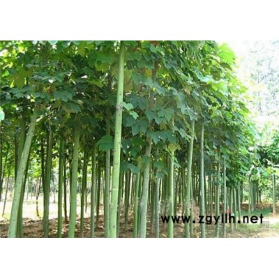 羅漢松小苗有量供應