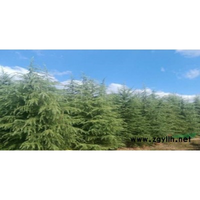 東北雪松廠家直銷含營養(yǎng)缽成活率高