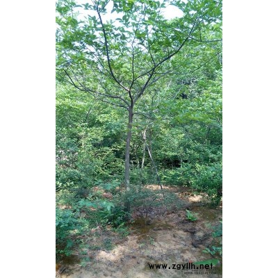 江西九江供應茶花