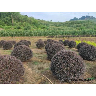 重慶地區春鵑球