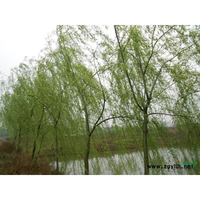 供應(yīng)水杉、落葉杉、池杉、欒樹