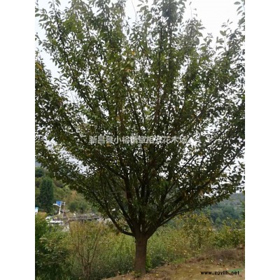 優質特價供應日本晚櫻產  地直銷