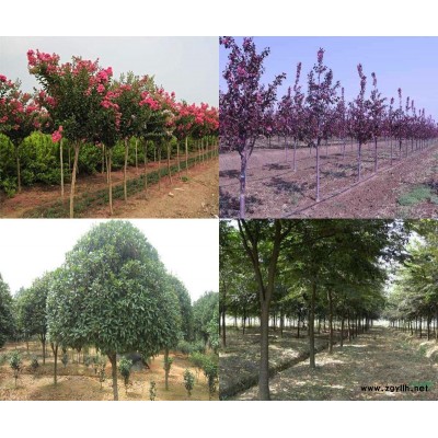 現(xiàn)有苗木出售 約2萬棵  紅櫸樹、紫薇、桂花、海棠、大葉女貞