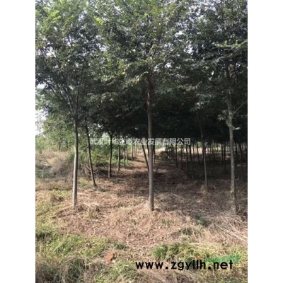 香樟 胸徑15 公分