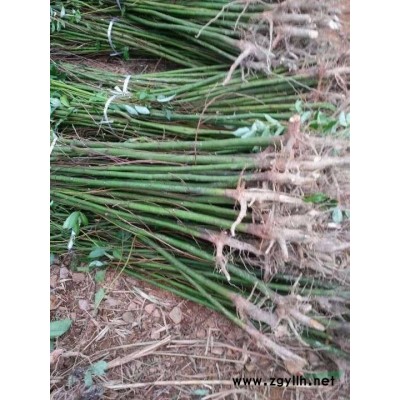 1米高度紅葉石楠小苗