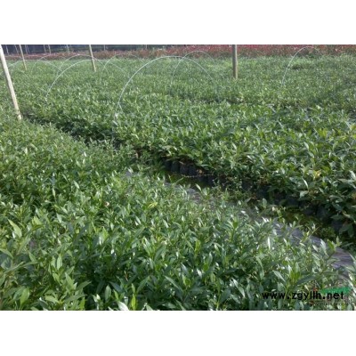 安徽中華石楠信息