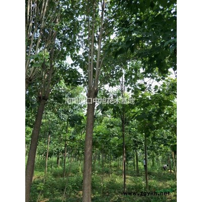 14公分楸樹，價(jià)格低廉，傾情供應(yīng)