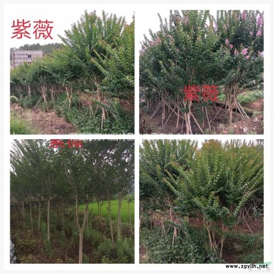 藍花楹：胸徑7-12cm，高350-400cm冠100-200cm