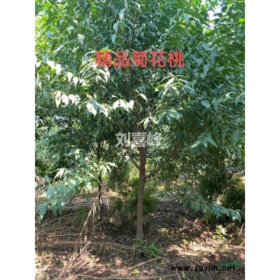 陜西楊凌榆葉梅基地