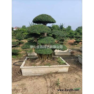 湖北京山對節(jié)白蠟基地直銷！！