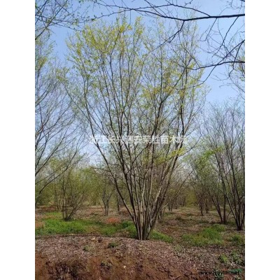 浙江長興叢生樸樹大量低價供應/叢生樸樹價格優惠