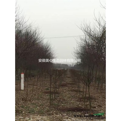 法桐清地，12以上全部150一顆