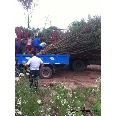 供應叢生烏桕，烏桕