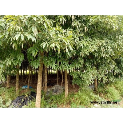 福建邵武直供地徑10以上羅漢松，閩楠(金絲楠)，精品桂花，丹