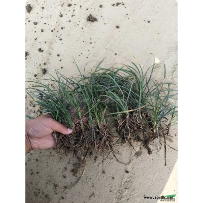 供應湖北麥冬草中葉麥冬草供應麥冬草