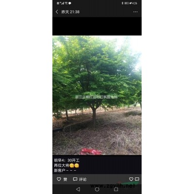 雞爪槭~紅楓∽羽毛楓∽紅豆杉