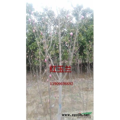 叢生烏桕3一6支，