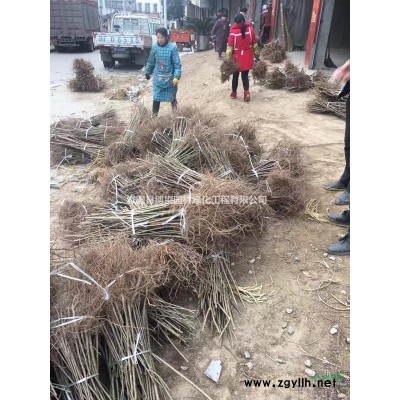 山櫻桃實生苗大青葉實生苗櫻桃實生苗