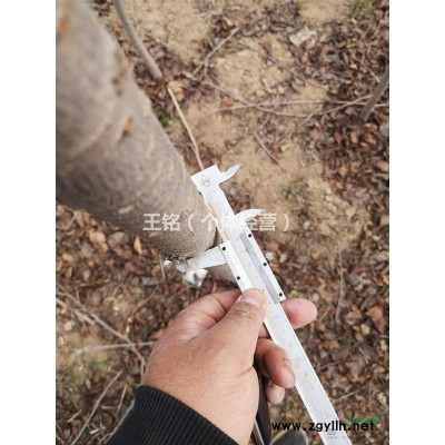 陜西地區供應櫻花三四公分的晚櫻