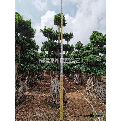 供應高度4米，蓬徑1.6米南安根，自家基地批發