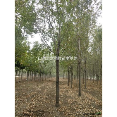 山東18公分法桐二年冒 濟(jì)寧白蠟批發(fā)/供應(yīng)