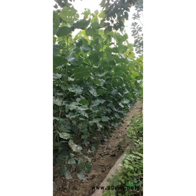 華中華西北地區(qū)供應(yīng)1.5米以上速生楊樹苗