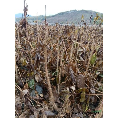 刺嫩芽苗，刺老包，烏*