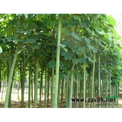 山東 黃櫨 供應 批發 圖片地徑 3CM 4 5 6 7公分