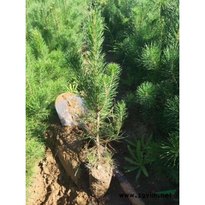 樟子松營養杯苗