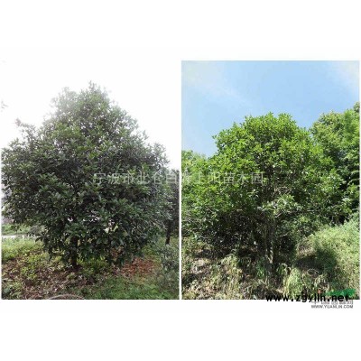 優(yōu)惠供應櫻花樹