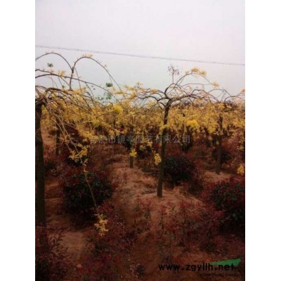 安徽紅葉石楠球哪里好/哪家便宜