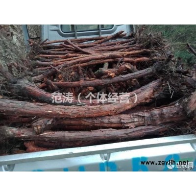 陜西漢中地區(qū)供應紅刺藤3公分苗木