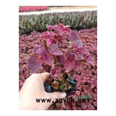 樹葡萄，四季樹葡萄，樹葡萄小苗，嘉寶果