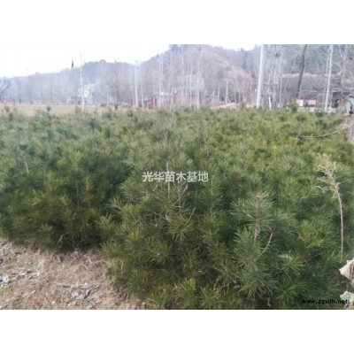 白皮松 油松  專供