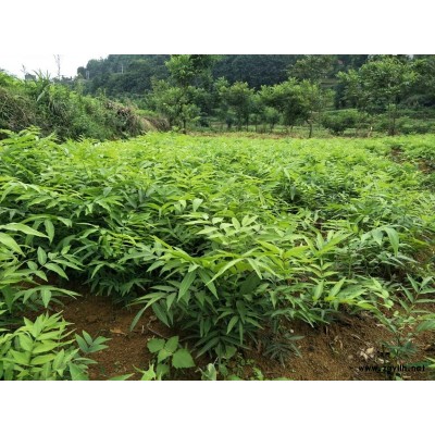 貴州無患子低價銷售。