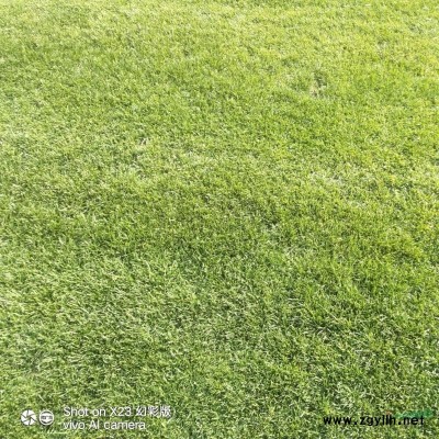 長(zhǎng)期銷售各種草坪有需要的新老顧客歡迎來(lái)談合作，，，聯(lián)系方式..