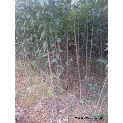 求購；樸樹米徑5公分1800棵，米徑6公分2000棵，